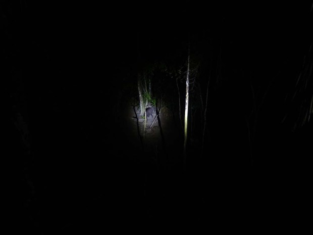 Tapir in the spotlight